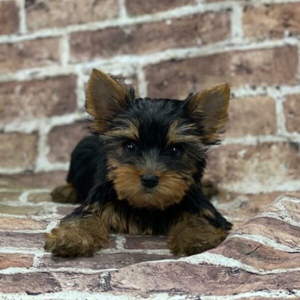 Yorkie-DOG-Female-blk & tn-550-Petland Woodlands, TX