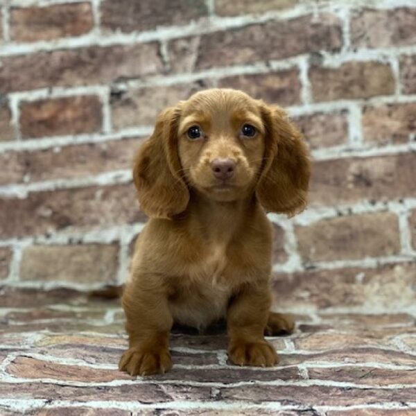 Dachshund-DOG-Female-cr-553-Petland Woodlands, TX