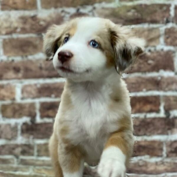 Miniature Australian Shepherd-DOG-Female-rd mrl-514-Petland Woodlands, TX