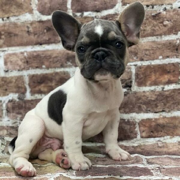 French Bulldog-DOG-Male-pied-515-Petland Woodlands, TX