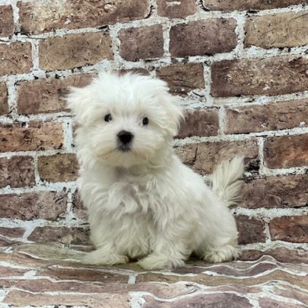 Maltese-DOG-Female-White-524-Petland Woodlands, TX