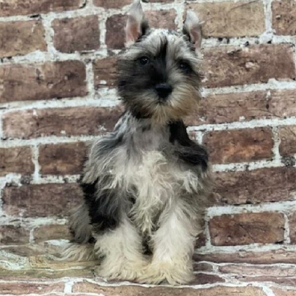 Mini Schnauzer-DOG-Male-Merle-523-Petland Woodlands, TX