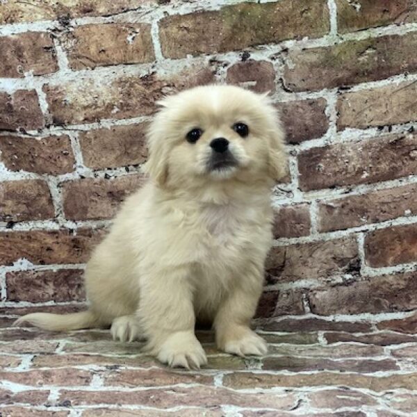 Pekingese-DOG-Female-wh-535-Petland Woodlands, TX