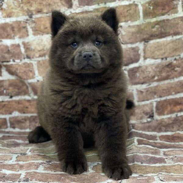 Chow Chow-DOG-Female-bl-531-Petland Woodlands, TX