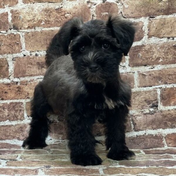 Mini Schnauzer-DOG-Female-blk-547-Petland Woodlands, TX