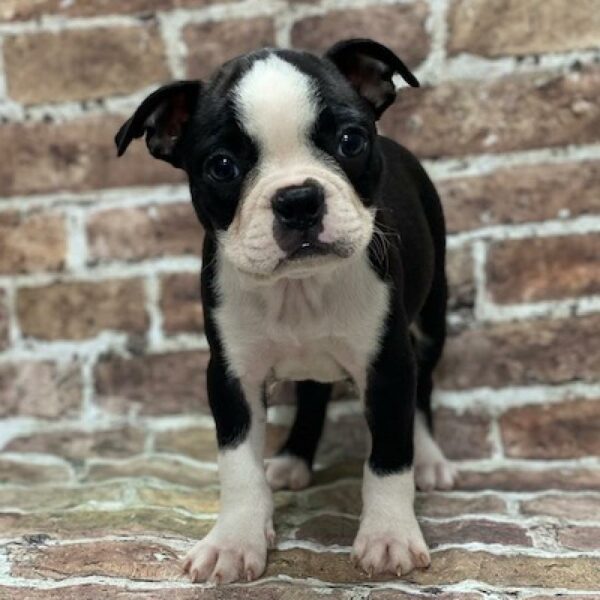 Boston Terrier-DOG-Female-blk & wh-549-Petland Woodlands, TX