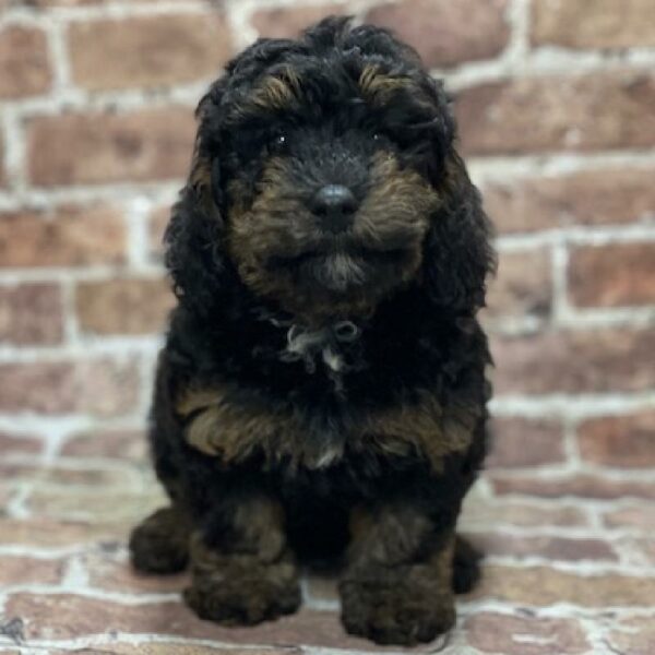 Mini Poodle-DOG-Female-blk & br-543-Petland Woodlands, TX