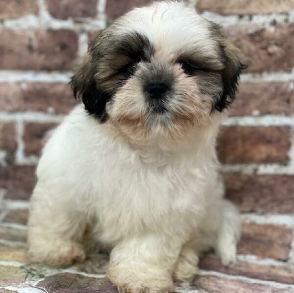 Shih Tzu-DOG-Male-tn & wh-542-Petland Woodlands, TX