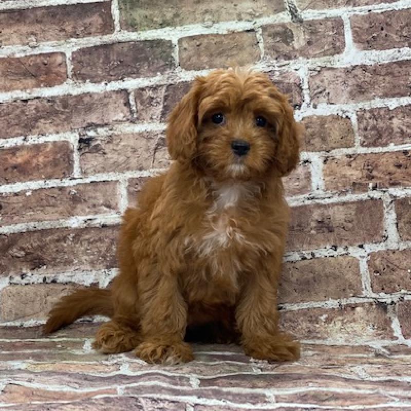 Cavapoo Puppy rd ID:557 Located at Petland Woodlands, TX