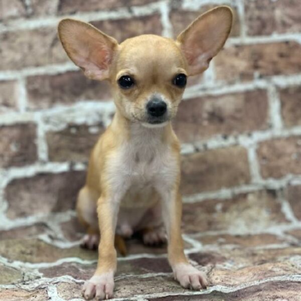 Chihuahua-DOG-Male-sbl-555-Petland Woodlands, TX