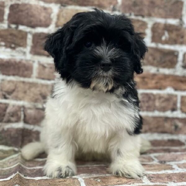 Havanese-DOG-Male-blk & wh-561-Petland Woodlands, TX