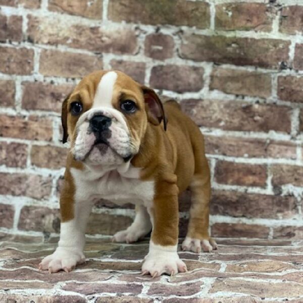 English Bulldog-DOG-Male-rd & wh-563-Petland Woodlands, TX