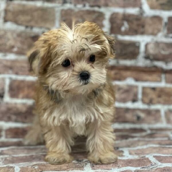 Morkie-DOG-Female-blk & tn-564-Petland Woodlands, TX