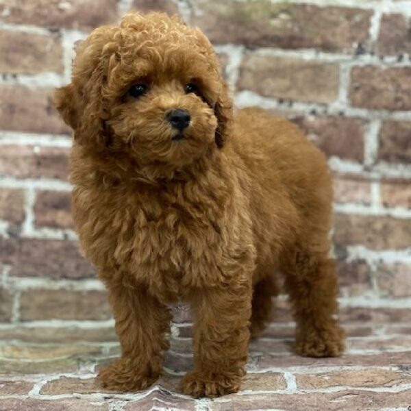 Mini Poodle-DOG-Male-rd-559-Petland Woodlands, TX