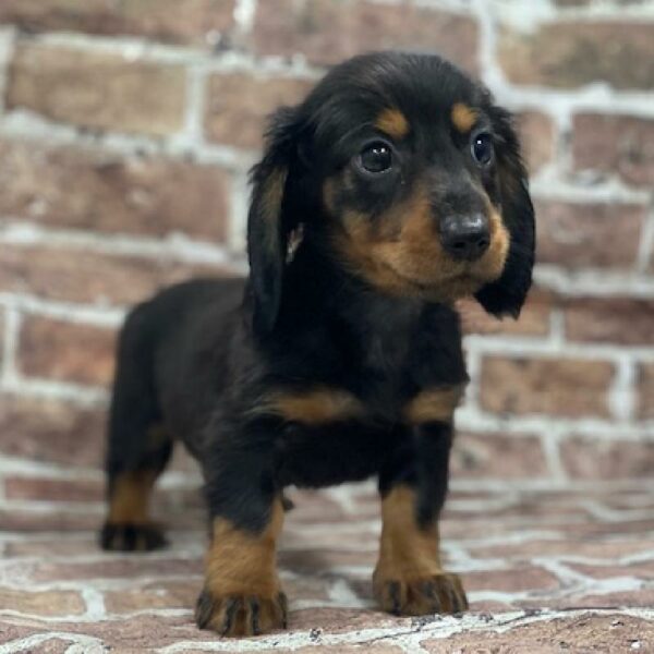 Dachshund-DOG-Male-blk & tn-566-Petland Woodlands, TX