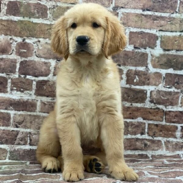 Golden Retriever-DOG-Female-gldn-562-Petland Woodlands, TX