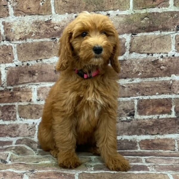 Goldendoodle-DOG-Female-apct & rd-571-Petland Woodlands, TX