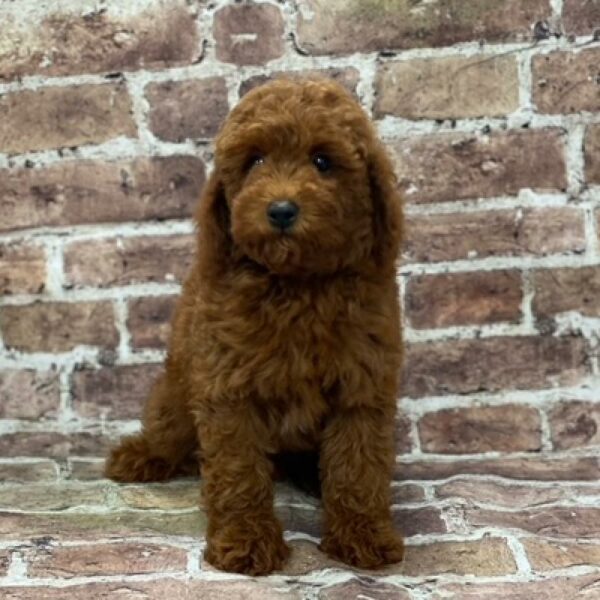 Mini Poodle-DOG-Male-Dk Rd-570-Petland Woodlands, TX