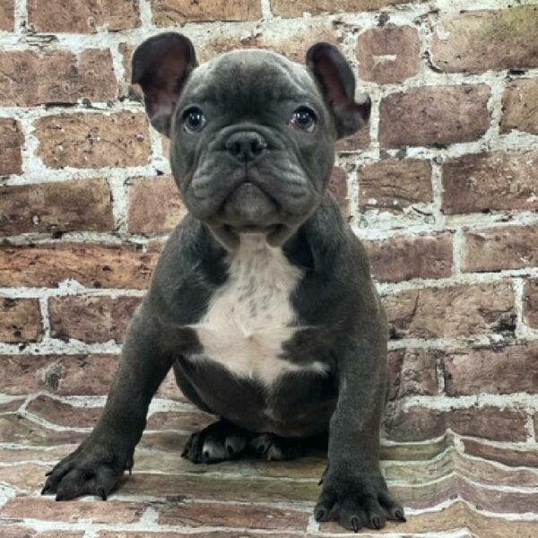 French Bulldog-DOG-Male-bl-573-Petland Woodlands, TX