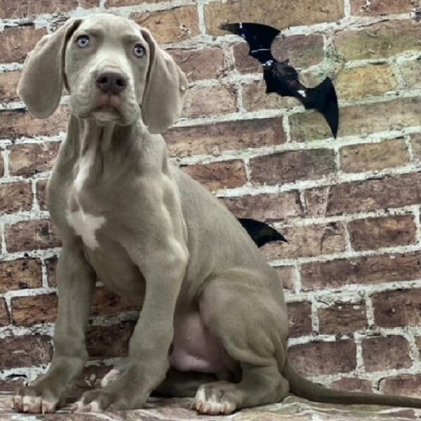 Great Dane-DOG-Male-lilic-580-Petland Woodlands, TX