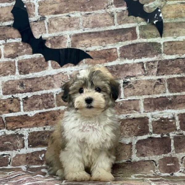 Havanese-DOG-Male-sbl & wh-579-Petland Woodlands, TX