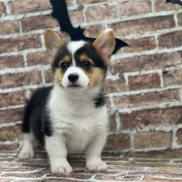 Pembroke Welsh Corgi-DOG-Male-blk , tri mkgs-577-Petland Woodlands, TX