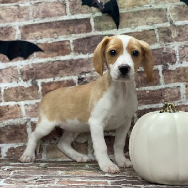 Beagle-DOG-Male-lemon & white-576-Petland Woodlands, TX