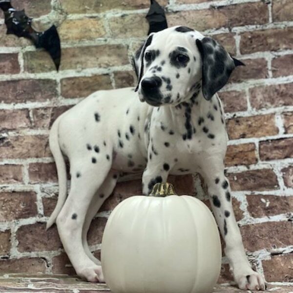 Dalmatian-DOG-Female-blk & wh-558-Petland Woodlands, TX