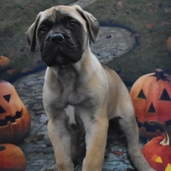 Bullmastiff-DOG-Female-rd fn , blk msk-606-Petland Woodlands, TX