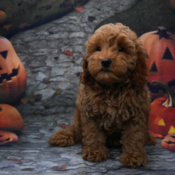 Cockapoo-DOG-Female-bf-598-Petland Woodlands, TX