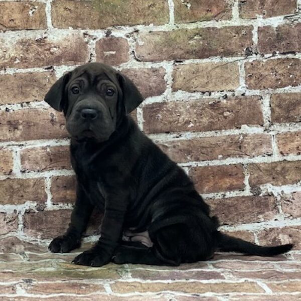 Walrus-DOG-Female-blk-541-Petland Woodlands, TX
