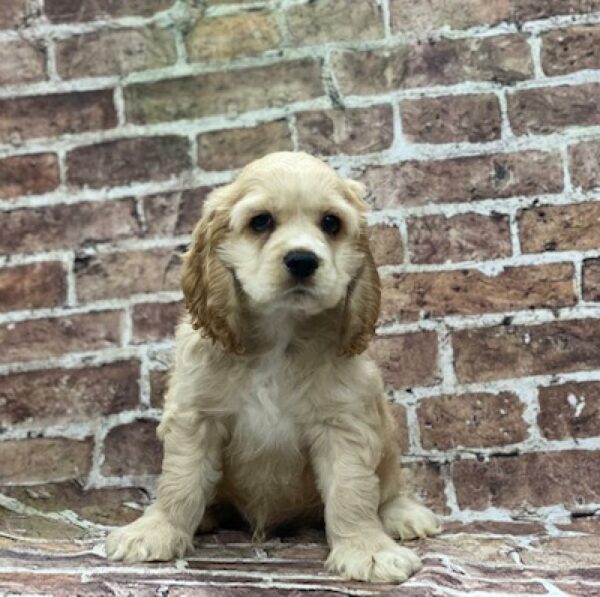 Cocker Spaniel-DOG-Male-bf-554-Petland Woodlands, TX