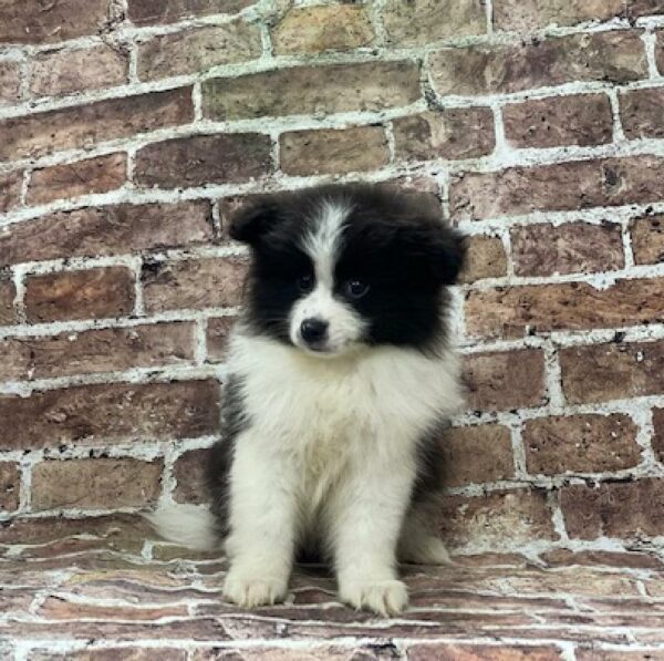 Pomeranian-DOG-Male-blk & wh-551-Petland Woodlands, TX