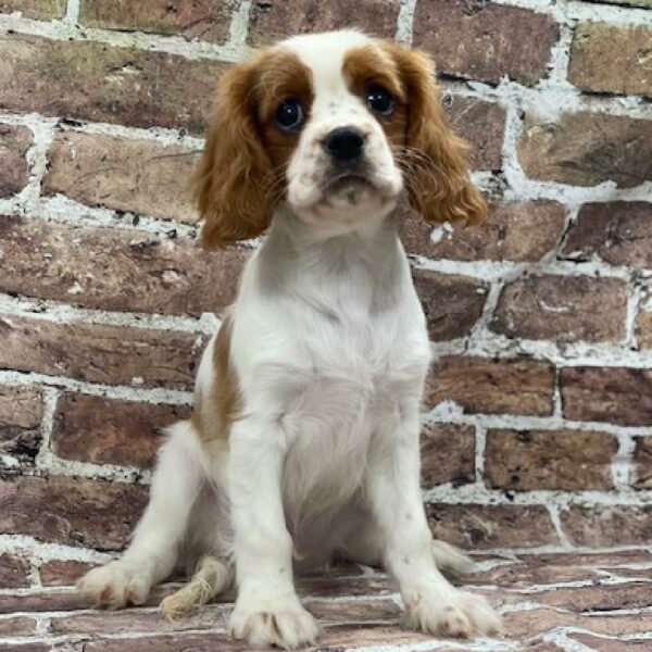Cavalier King Charles Spaniel-DOG-Male-bheim-560-Petland Woodlands, TX