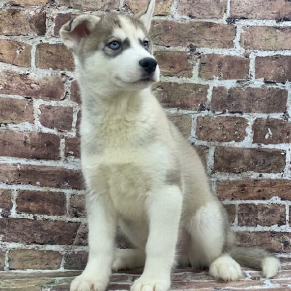 Siberian Husky-DOG-Male-gy & wh-567-Petland Woodlands, TX