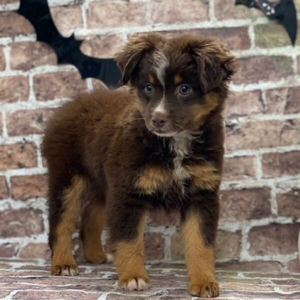 Miniature Australian Shepherd-DOG-Male-rd , tn & wh-578-Petland Woodlands, TX