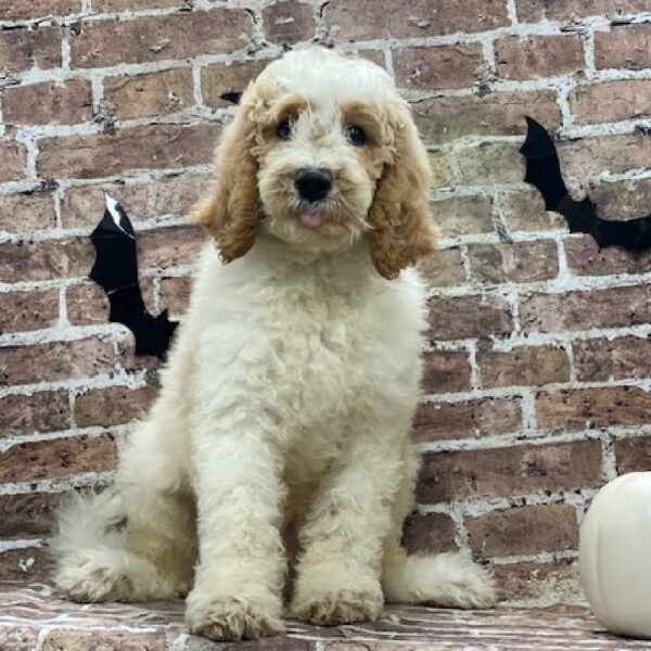 Goldendoodle-DOG-Male-cr & wh-575-Petland Woodlands, TX