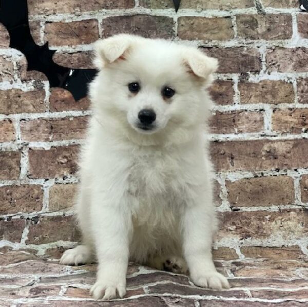 American Eskimo Dog-DOG-Male-wh-592-Petland Woodlands, TX