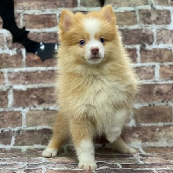Pomsky-DOG-Female-sbl & wh-587-Petland Woodlands, TX