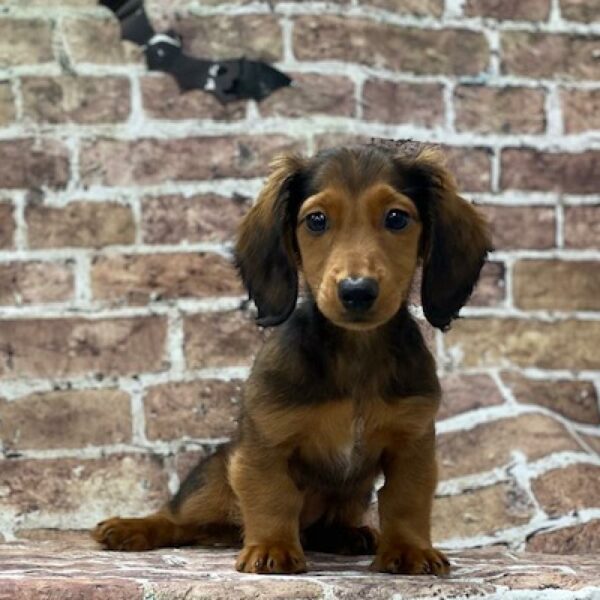 Dachshund-DOG-Male-rd sbl-584-Petland Woodlands, TX