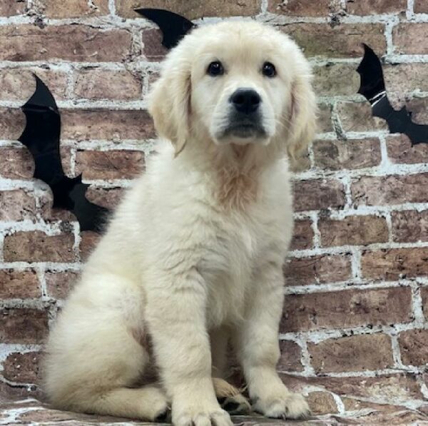 Golden Retriever-DOG-Male-cr-589-Petland Woodlands, TX