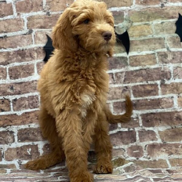 Goldendoodle-DOG-Male-rd-583-Petland Woodlands, TX