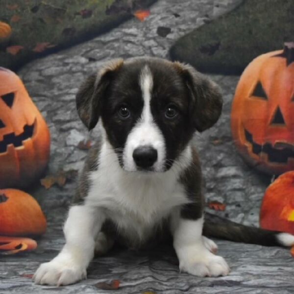 Cardigan Welsh Corgi-DOG-Male-brdl-600-Petland Woodlands, TX