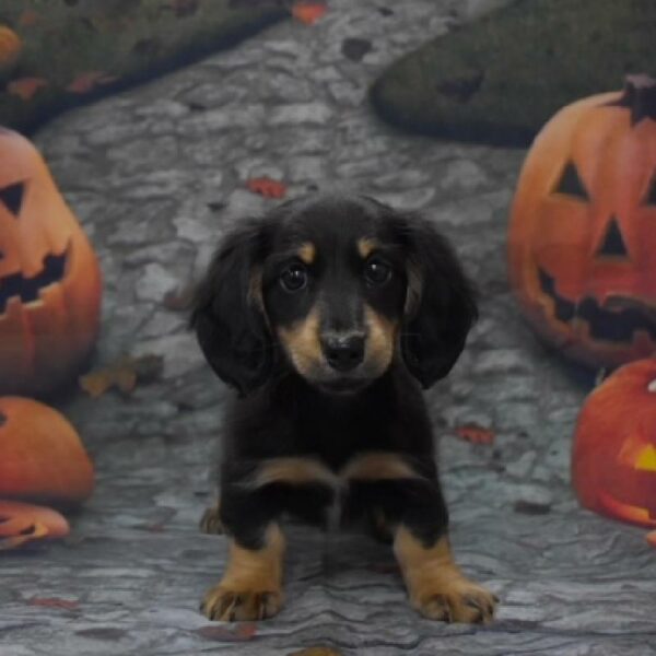 Dachshund-DOG-Female-blk & tn-597-Petland Woodlands, TX