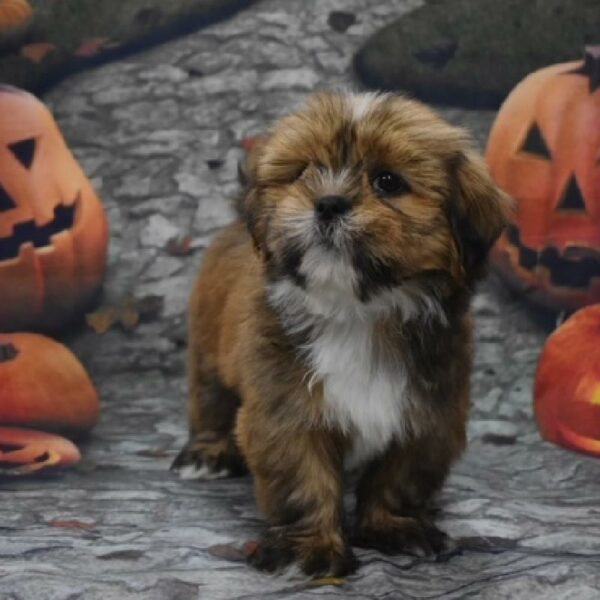 Lhasa Apso-DOG-Female-rd gld & wh-596-Petland Woodlands, TX