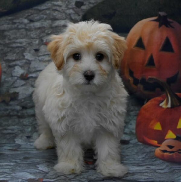 Morkiepoo-DOG-Female-apct-595-Petland Woodlands, TX