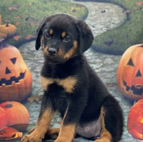 Rottweiler-DOG-Female-blk & tn-610-Petland Woodlands, TX