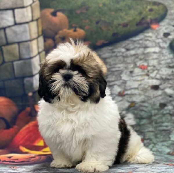 Shih Tzu-DOG-Male-brdl & wh-609-Petland Woodlands, TX
