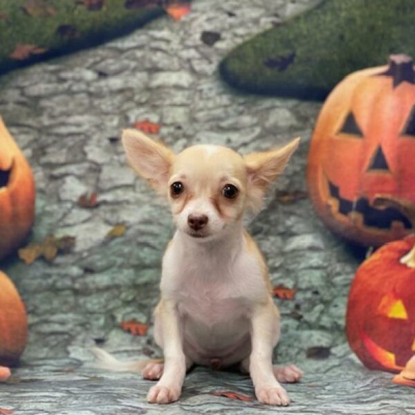 Chihuahua-DOG-Female-br & wh-613-Petland Woodlands, TX