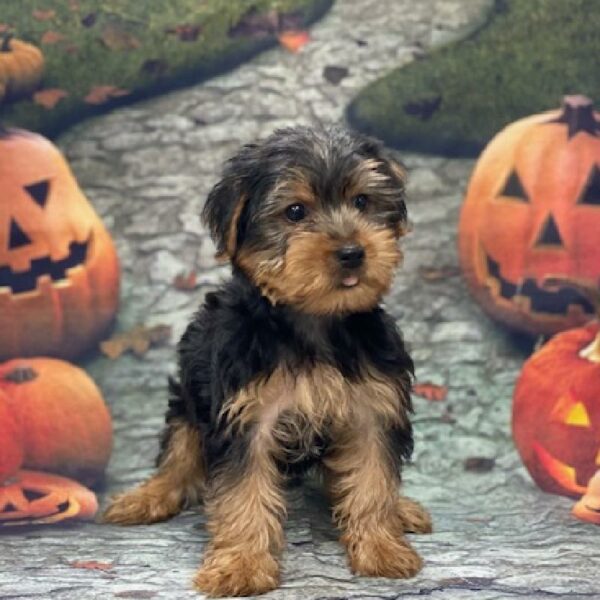 Yorkie-DOG-Male-blk & tn-608-Petland Woodlands, TX